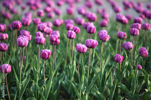 Tulip field. Purple tulips blooming in spring. Beautiful flowers. Blurred  background. Selective focus.
