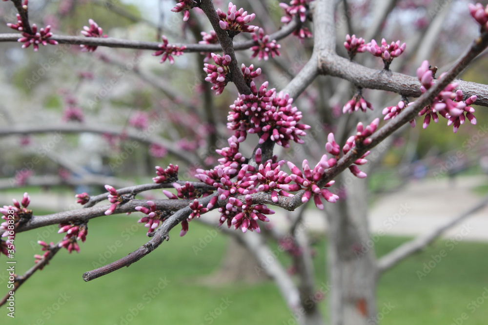 Cherry Buds on the Branch Before Blossoming Cherry Buds on the Branch Before Blossoming