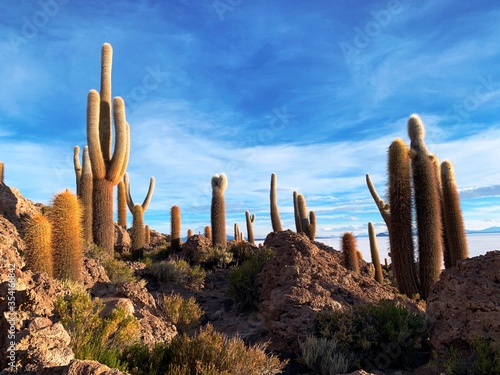 island of giant cacti on the Salar de Uyuni in Bolivia