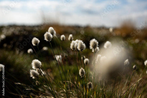 cotton grass close up in spring in germany