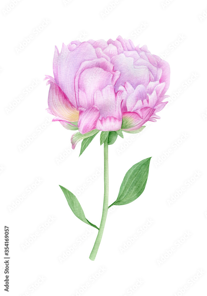 Watercolor  pink peony flower with stem and leaves. Botanical illustration isolated on white background.