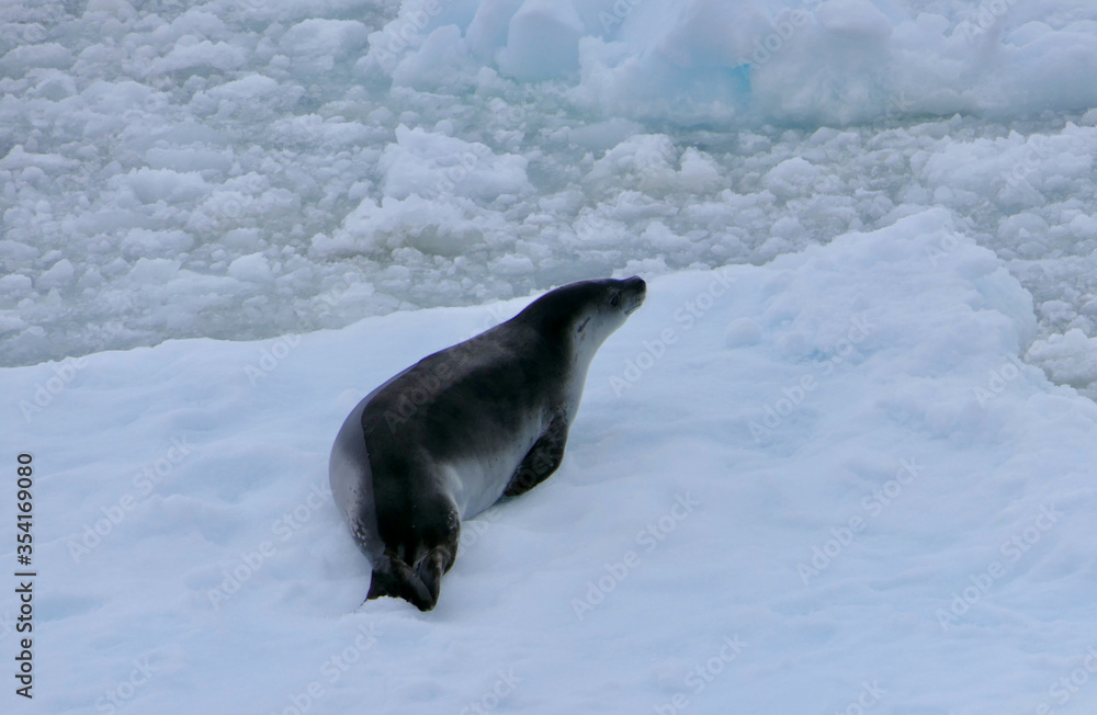 Obraz premium Crabeater seal on ice floe in antarctic ocean, Antarctica