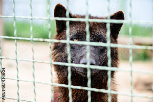 portrait of a black wolf behind a fence in a zoo © inna_astakhova