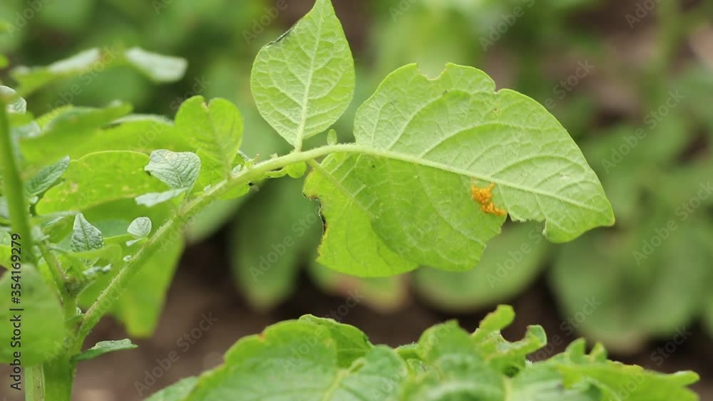 Colorado beetle eggs on a potato leaf Colorado beetle eggs on a potato leaf
