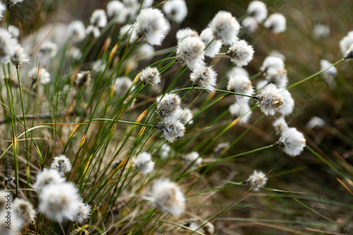 cotton grass close up in spring in germany © Fridimedia