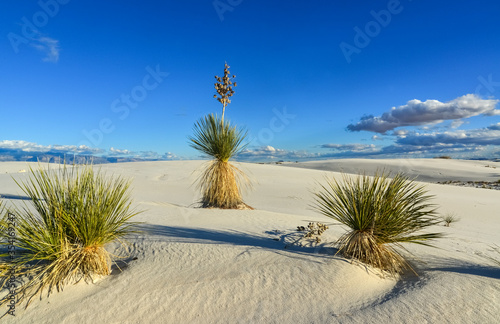 Yucca plants growing in White Sands National Monument, New Mexico, USA photo