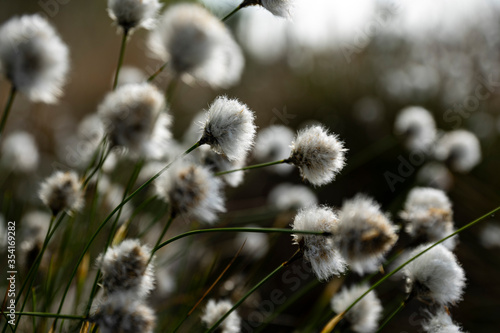 cotton grass close up in spring in germany