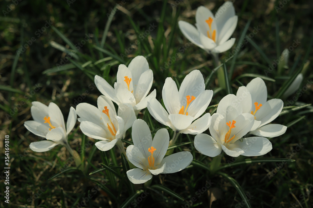 white beautiful crocuses in the garden close up
