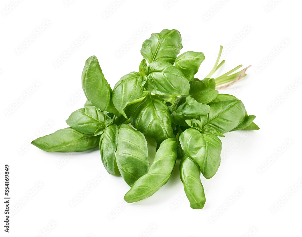 Green fresh basil leaves isolated on white. Green fresh basil leaves isolated on white.