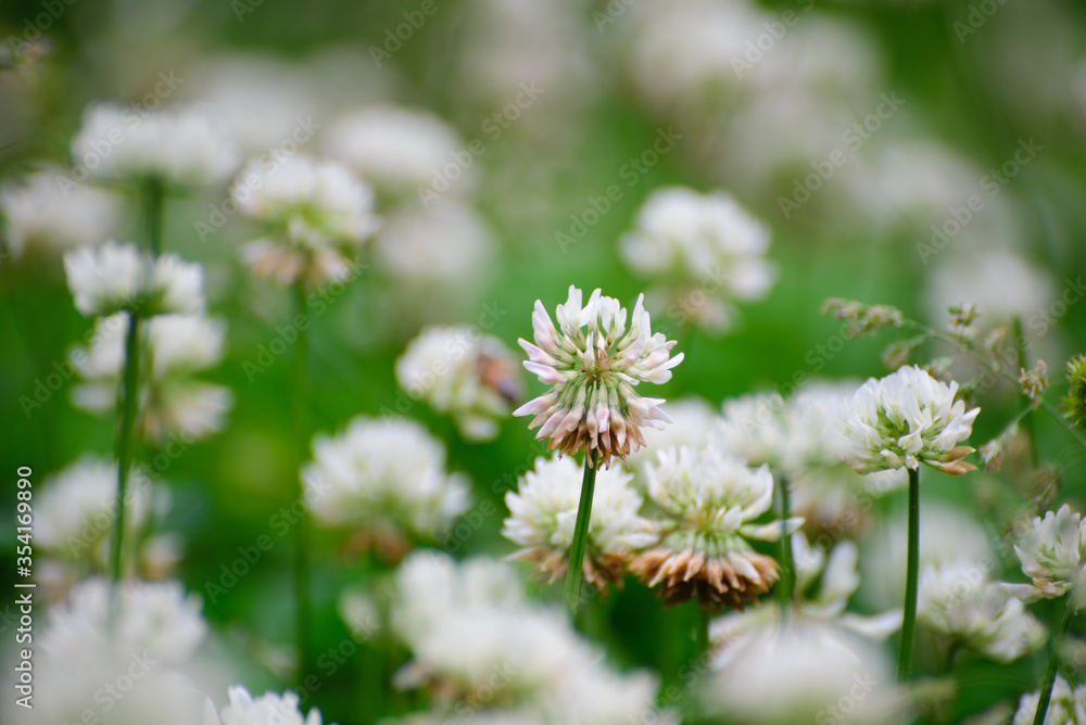 A field of blooming white clover flowers and honey bees A field of blooming white clover flowers and honey bees
