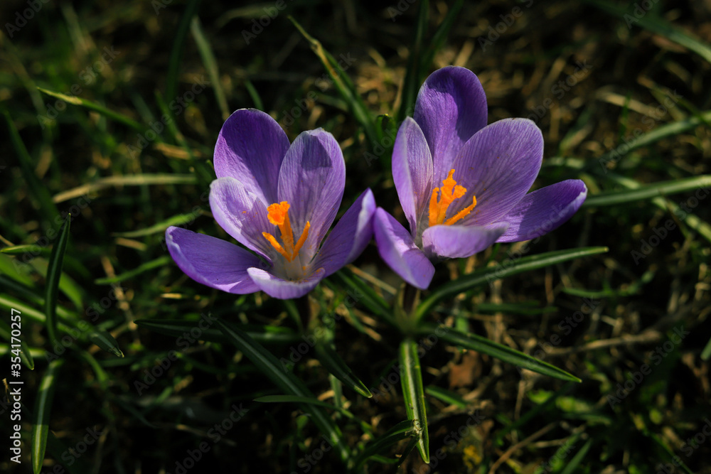 spring purple crocuses with a yellow core close up spring purple crocuses with a yellow core close up