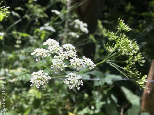 Beautiful White Flour Close Up