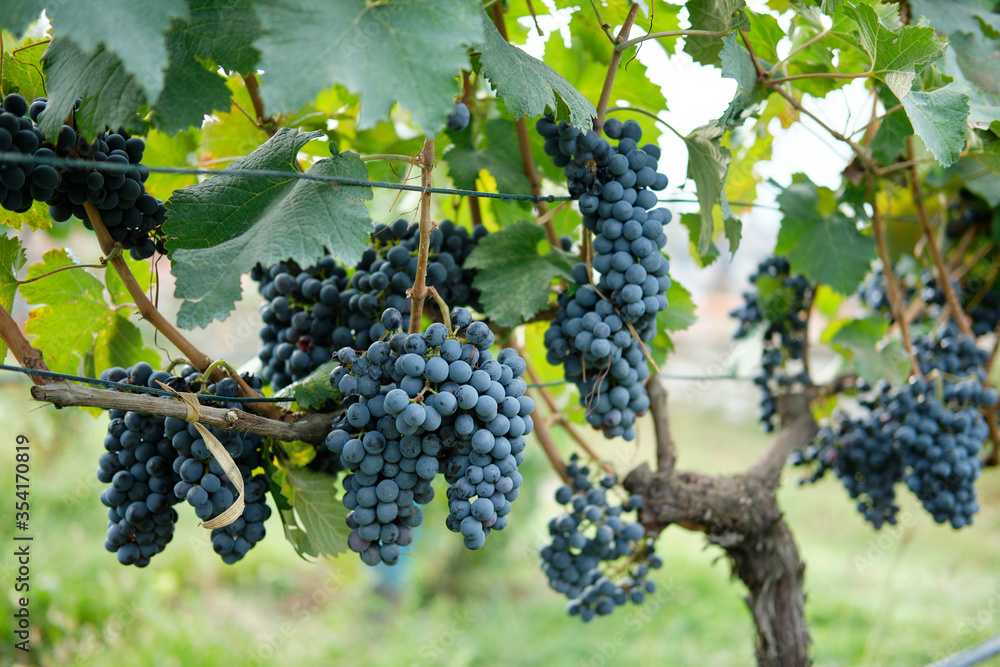 Red grapes with green leaves on the vine