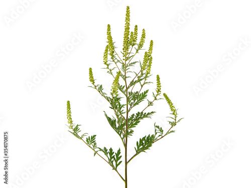 Bild auf Leinwand Blooming plant of common ragweed, isolated on white, Ambrosia artemisiifolia