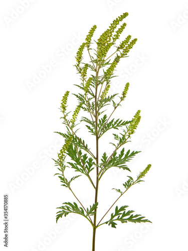 Blooming plant of common ragweed  isolated on white  Ambrosia artemisiifolia 