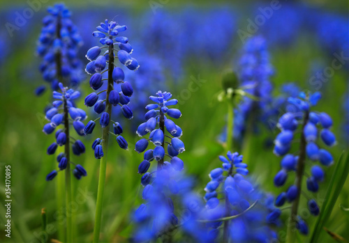 beautiful blue spring flowers close up on a background of green grass