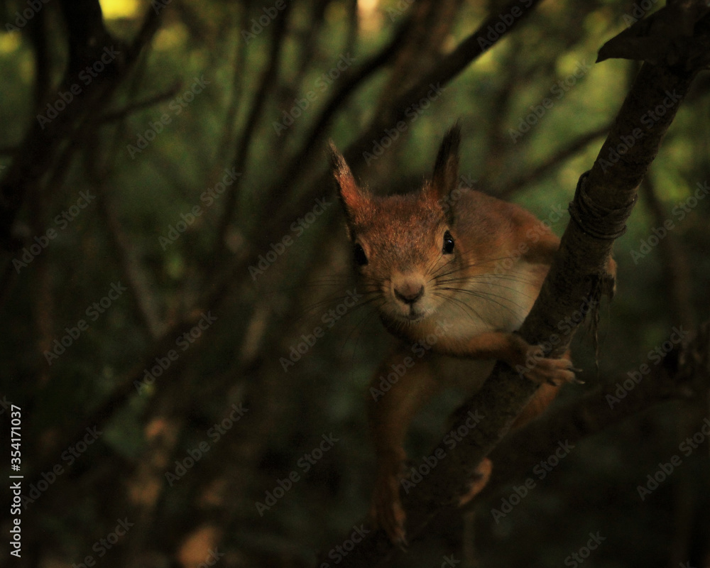 a funny squirrel clutches a tree branch and looks ahead against the background of a green forest a funny squirrel clutches a tree branch and looks ahead against the background of a green forest
