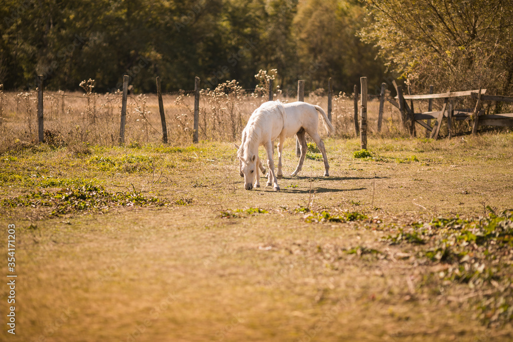 White horses on the old farm. Autumn time White horses on the old farm. Autumn time