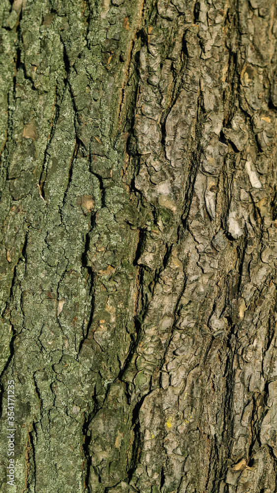 Naklejka premium texture of brown tree bark pattern close up