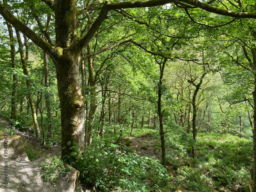 Deep in the forest, at Hardcastle Crags, Hebden Bridge, Yorkshire UK Deep in the forest, at Hardcastle Crags, Hebden Bridge, Yorkshire UK