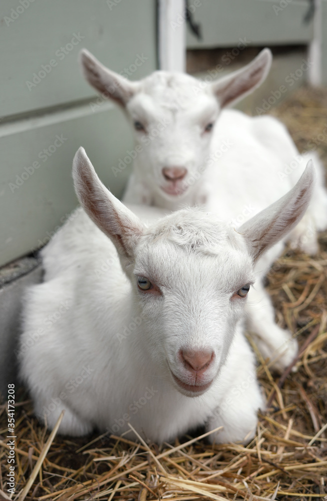 Two white goat kids lying on the straw in the yard at the farm Two white goat kids lying on the straw in the yard at the farm