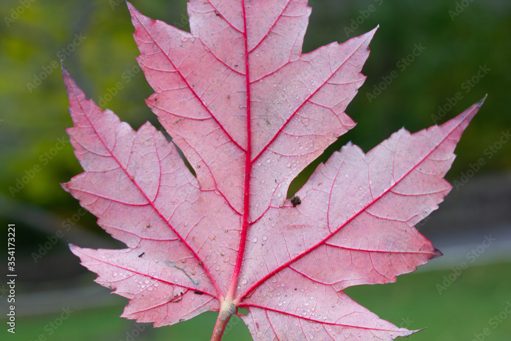 Back of a Red Maple Leaf Back of a Red Maple Leaf
