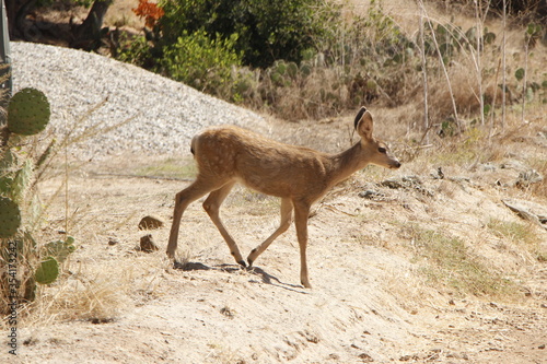 Photography baby deer on a hike