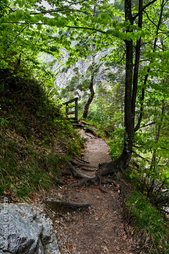 Wild Forest Hiking Trail In Ötschergräben In Austria