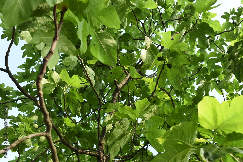 green leaves on a tree green leaves on a tree
