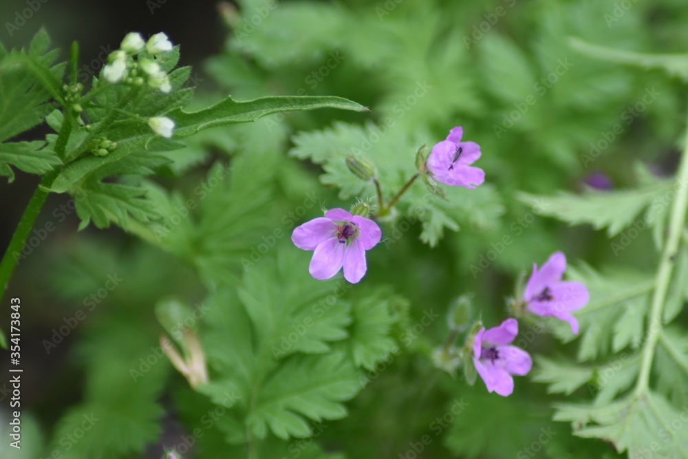 pink flowers in the garden