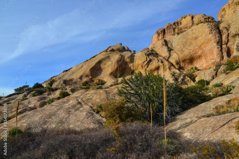 Mountain landscape with yucca, cacti and desert plants in 