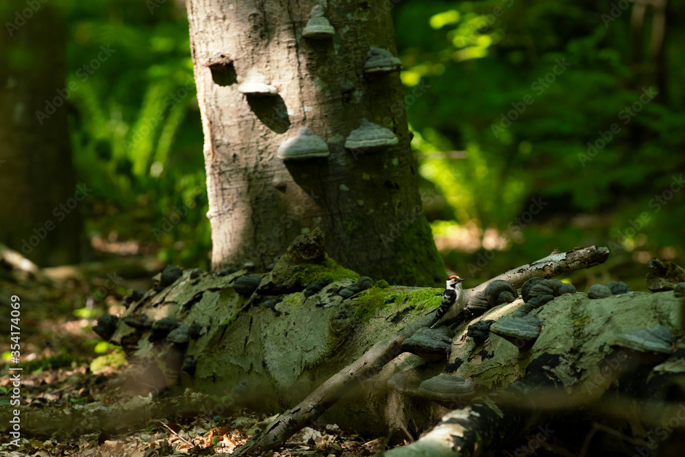 Obraz premium Lesser Spotted Woodpecker on Old Log in lush Woodlands in Beautiful Stenshuvud National park, Osterlen, Skane South Sweden.
