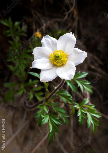 White Mountain Anemome Grows Beneath Rocks