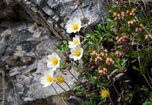 White Mountain Anemome Grows Beneath Rocks photo