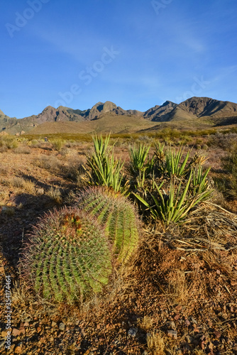 Desert landscape with large plants cactus Ferocactus sp. Organ Mountains-Desert Peaks NM, New Mexico, USA