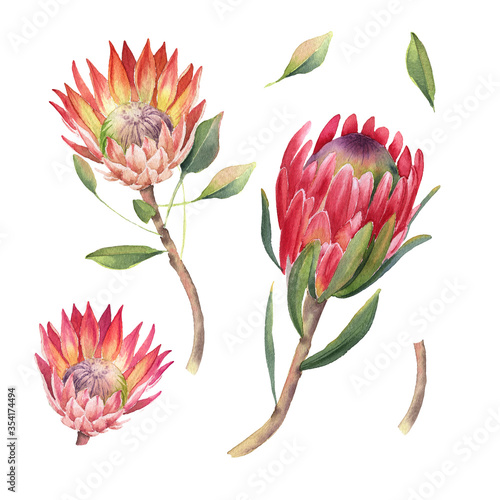 Tropical flower protea. Watercolor illustration for poster, wedding design, market, textiles, decorations, cards.
