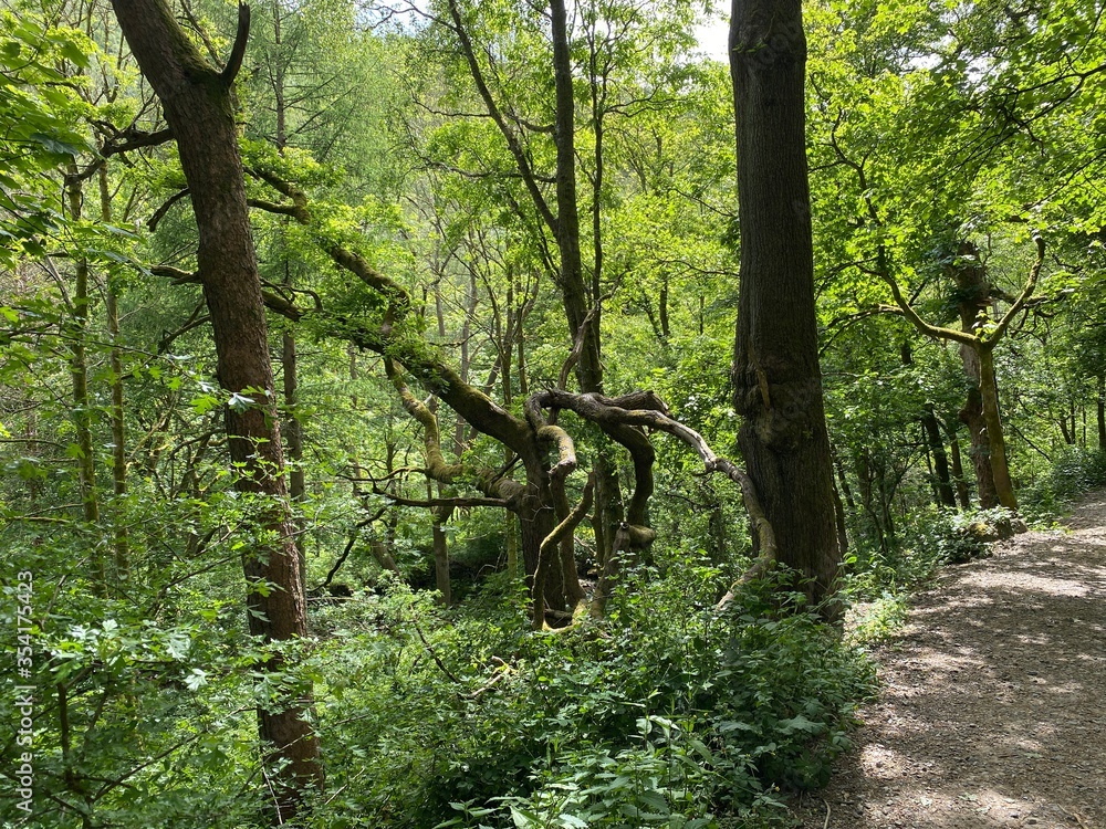 Deformed tree by the path in Hardcastle Crags, Hebden Bridge, Yorkshire Deformed tree by the path in Hardcastle Crags, Hebden Bridge, Yorkshire