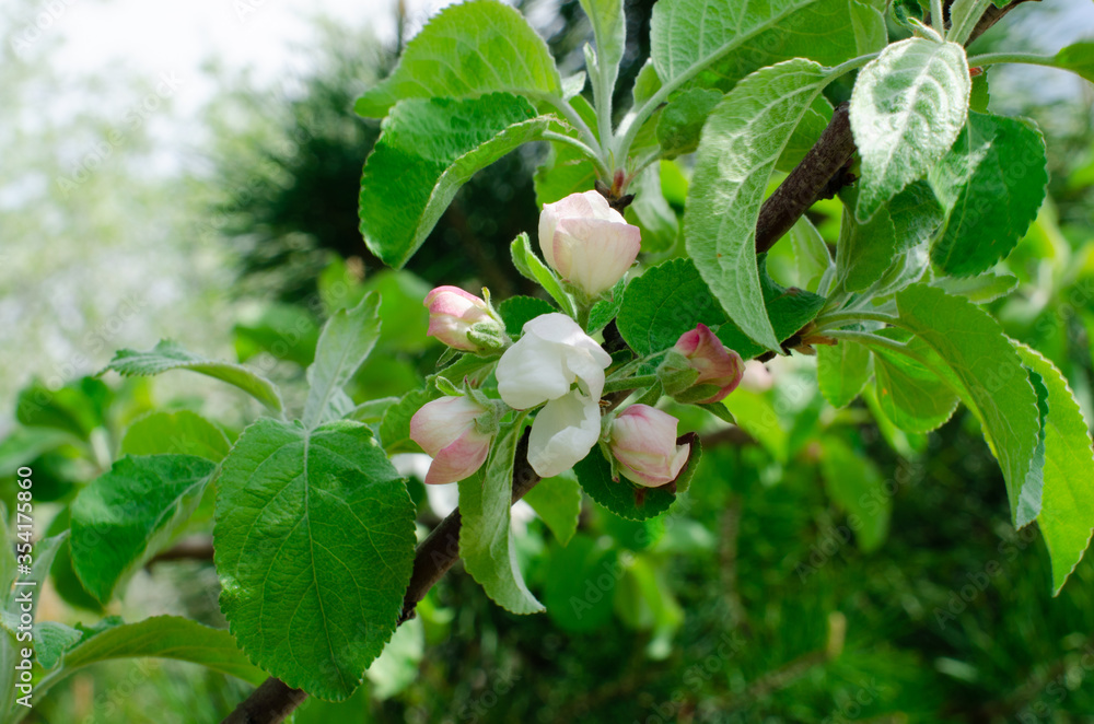 Blossoming apple tree. Apple tree blooms.