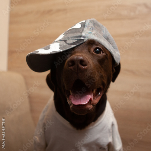 joyful chocolate-colored labrador dog dressed in a baseball cap and t-shirt posing © musicStyle