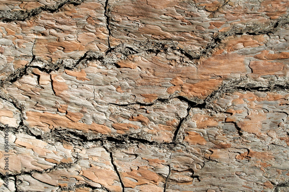 Texture of the pine bark close-up photo