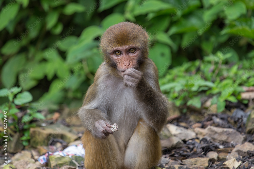 Wild eating rhesus macaque monkey living in Swayambhunath area, Kathmandu, Nepal Wild eating rhesus macaque monkey living in Swayambhunath area, Kathmandu, Nepal