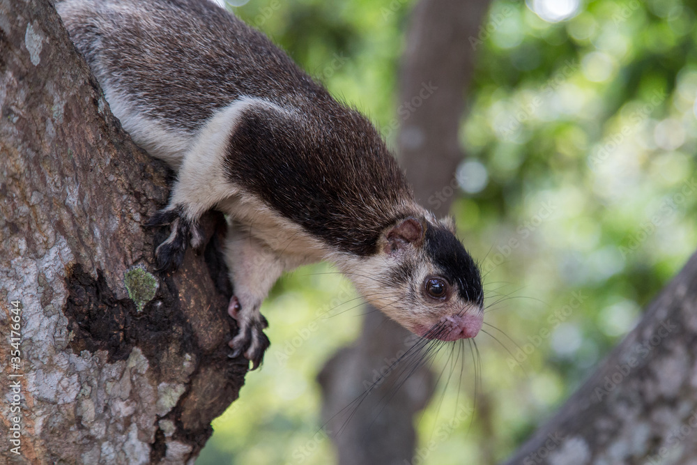 Obraz premium Grizzled giant squirrel, Ratufa Macroura, sitting on a tree in Sri Lanka