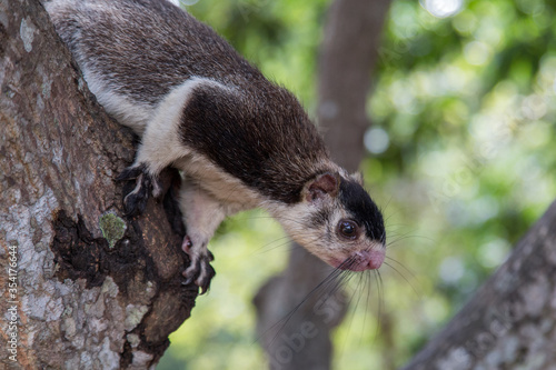 Grizzled giant squirrel, Ratufa Macroura, sitting on a tree in Sri Lanka