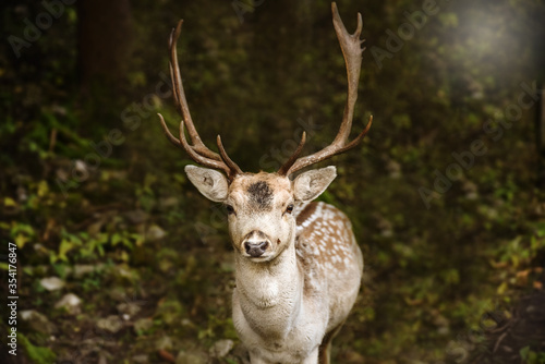 Young deer