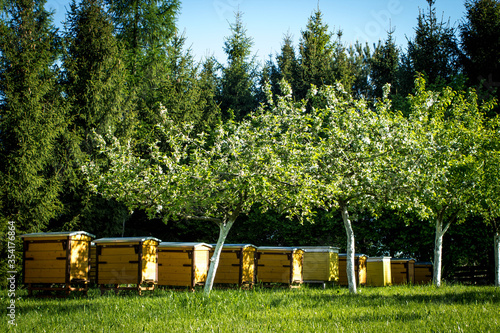 Hives with bees on a meadow in an orchard near the forest. Bees as a honey producer and main pollinator in an organic orchard