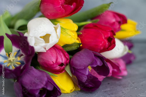 beautiful spring tulips as a symbol of love