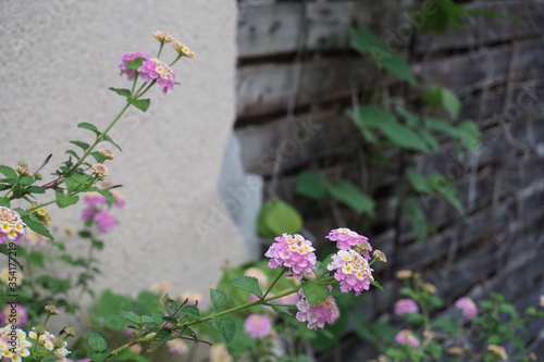 Lantana flower and Japanese abandoned house3(花と日本の廃屋) photo