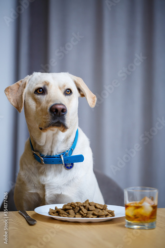 portrait of a business large dog of breed Labrador of light coat, sitting on a chair near the dining table, a plate with food, pets © Дмитрий Ткачук