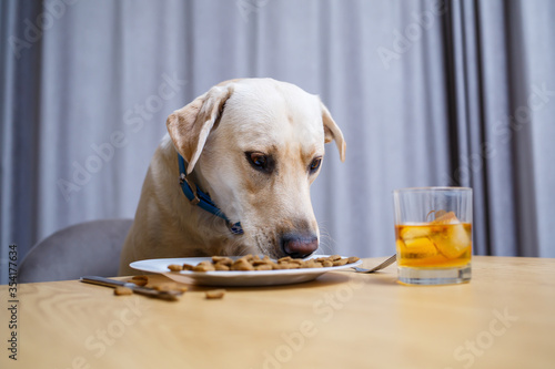 Cute dog eats food from a plate. Labrador is sitting on a chair at the table and eating dog food