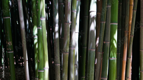 Bamboo grove in Nikitsky Botanical Garden in Crimea. Bamboo background